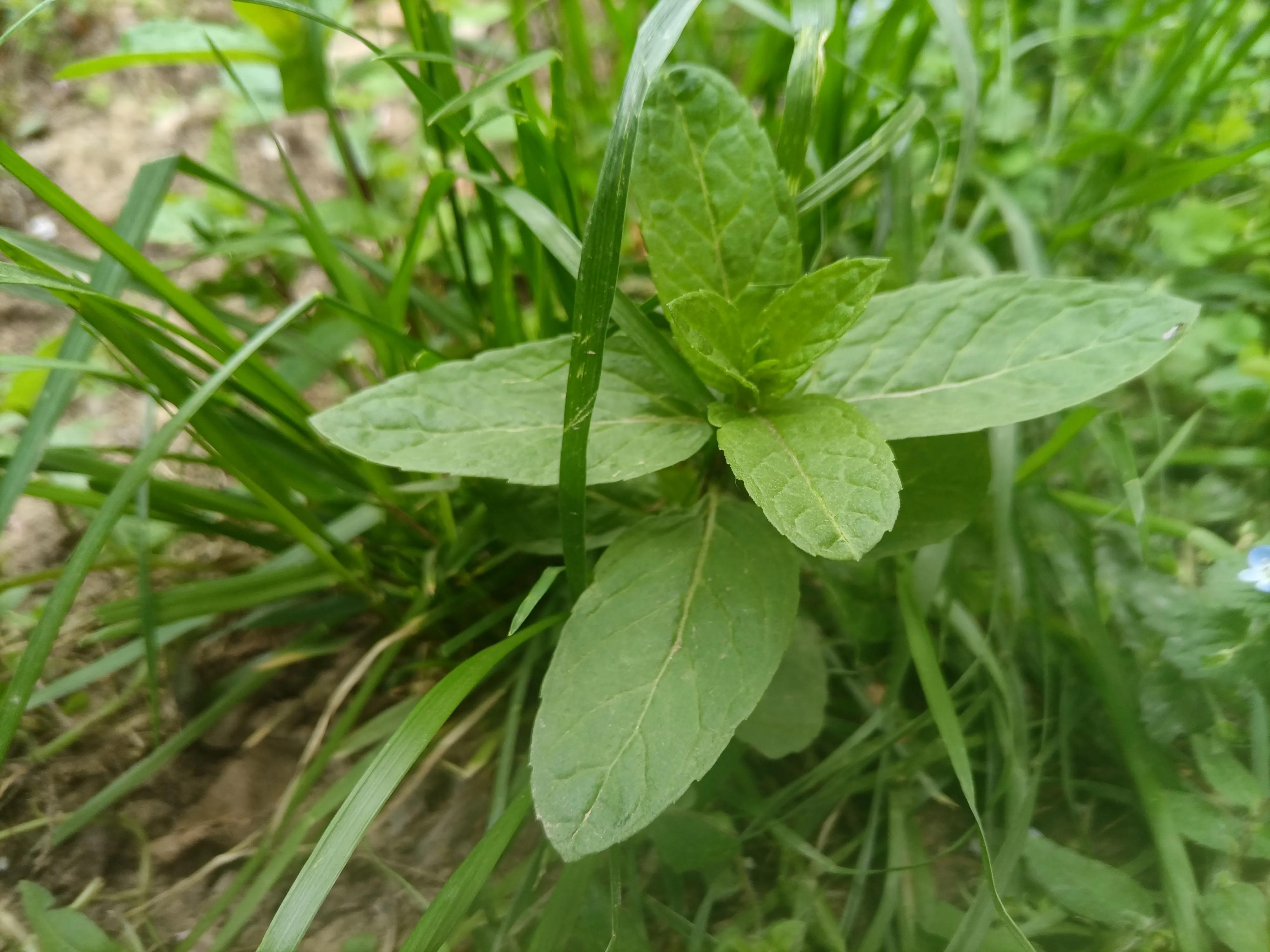 中药市场现状,中医疫情下的深度思考