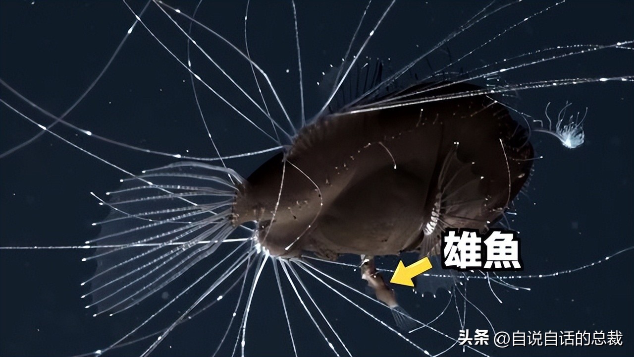 潜入深海寻找宝藏,潜入海底最深处你会发现什么