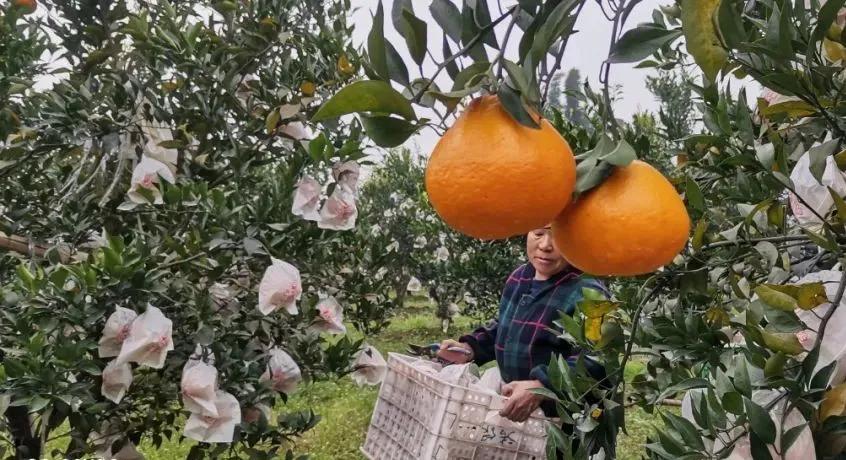 不愧是柑橘中的“lv”!比橙细腻,比橘味道浓郁,一口就忘不掉