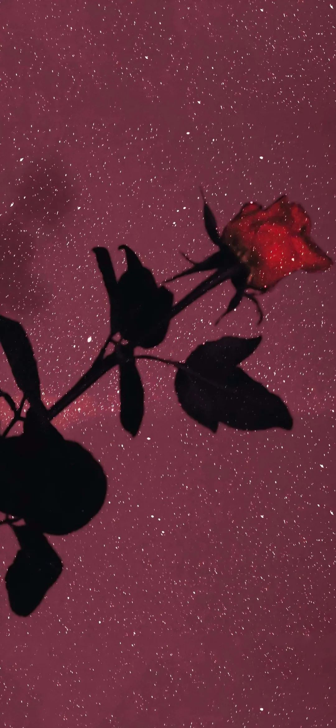 壁纸女性是美好的,今日壁纸与你有关