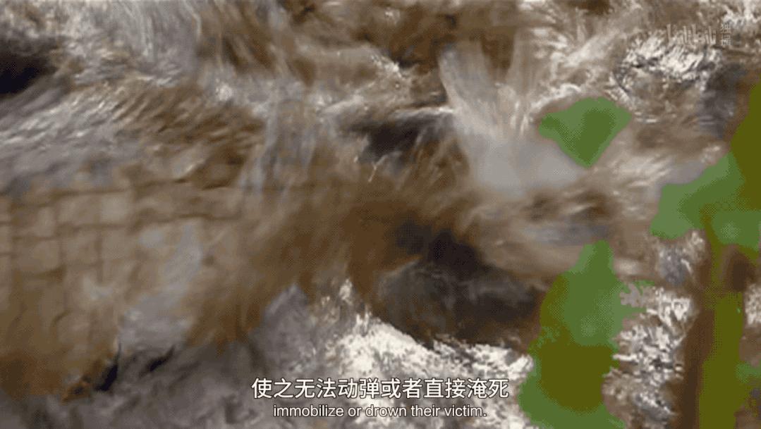 非洲公象在河边喝水，愣头青鳄鱼趁机一口咬住象鼻，大象痛苦吼叫