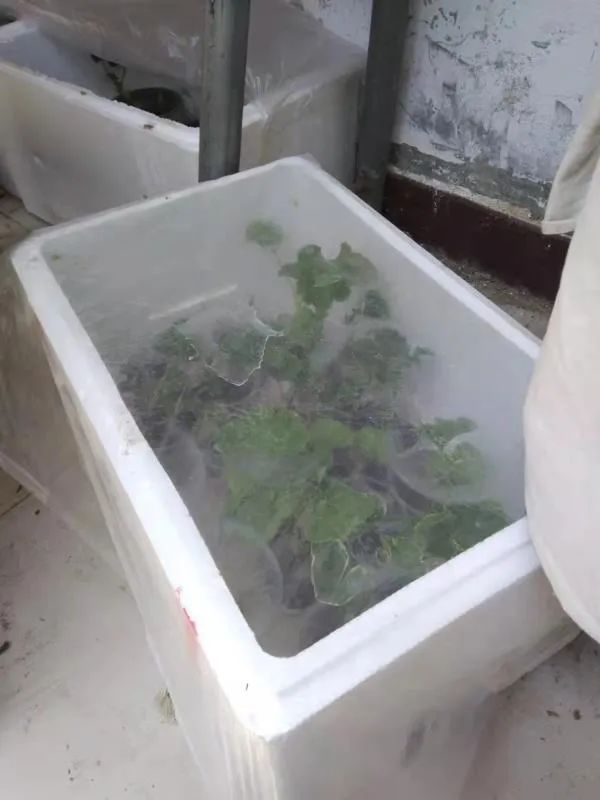 入门天竺葵的扦插方法图解,天竺葵扦插跟绣球扦插方法一样吗