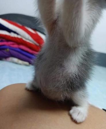 奶猫腹部稍硬就是要排便,奶猫体检