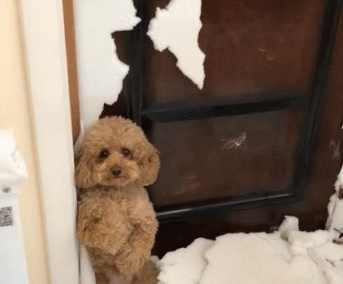 纯种泰迪和不纯种泰迪犬图片,你家泰迪多重