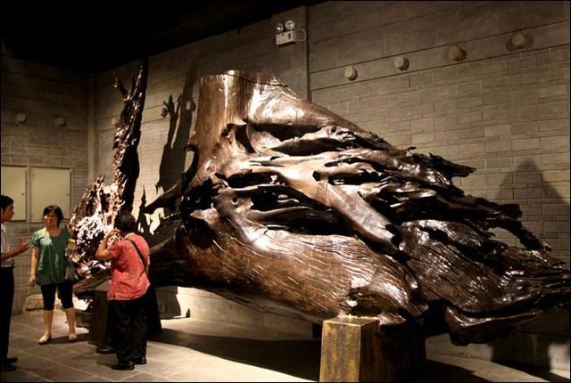 广东惠州乌木事件,四川发现巨型乌木最新消息