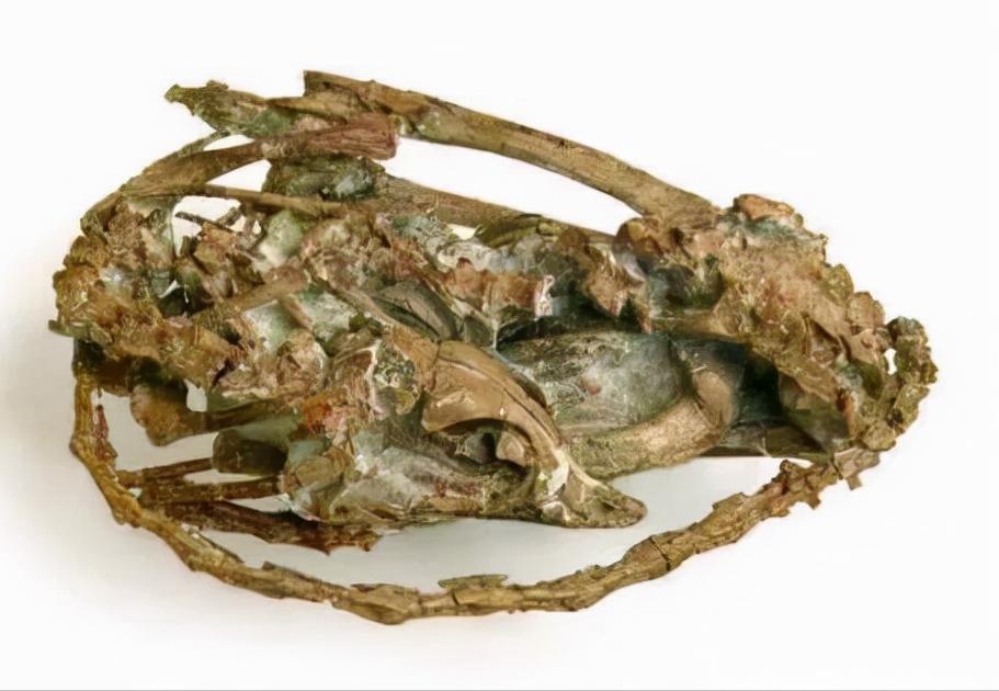 恐龙小百科认识更多的恐龙,恐龙大百科里有什么没见过的恐龙