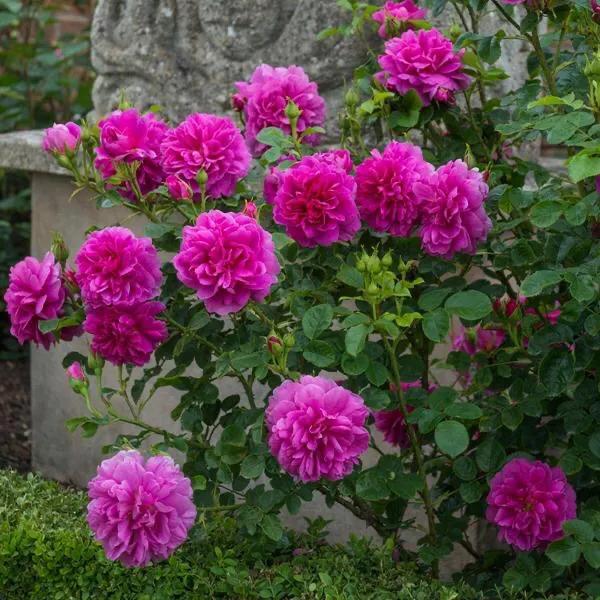 月季安妮公主怎么养,美人丽芙法式优雅月季