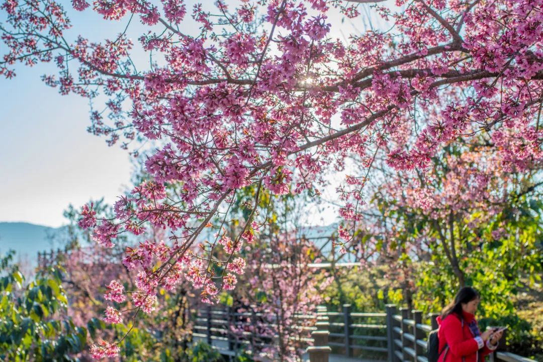 有一种生活叫做云南的生活,有一种叫云南的生活原文