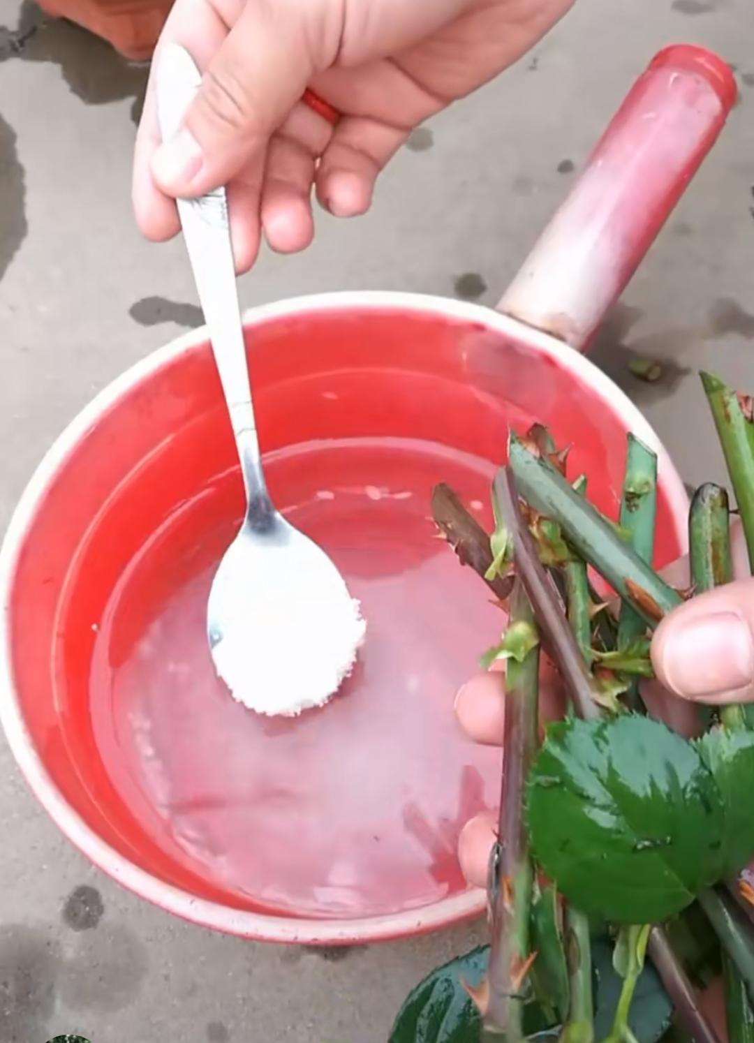 厨房里的养花神器,厨房适合养花的肥料