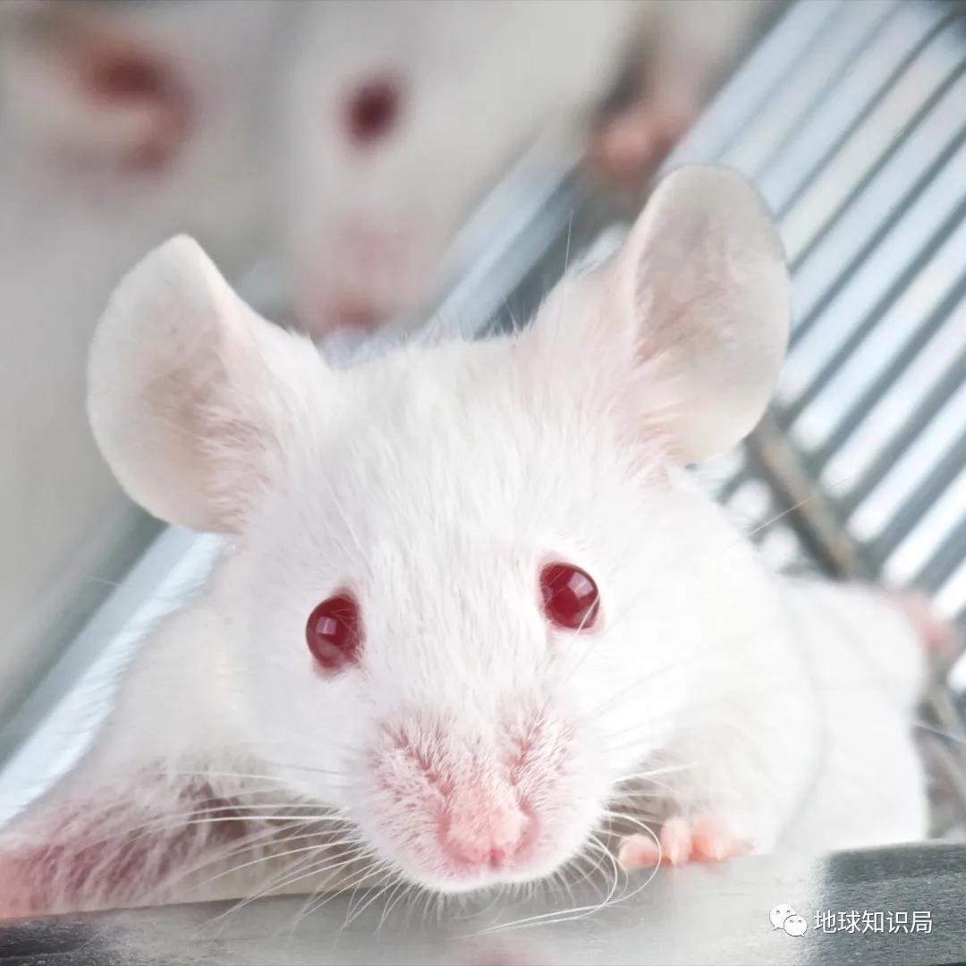 全球首例猪心移植人体内手术成功,美国医生首次将猪心移植入人体内