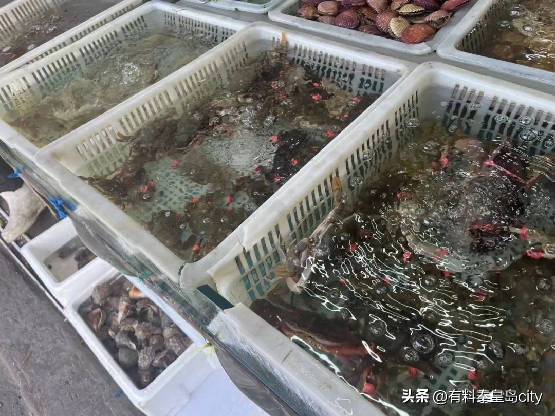 秦皇岛海鲜最新,秦皇岛霞姐网红海鲜店