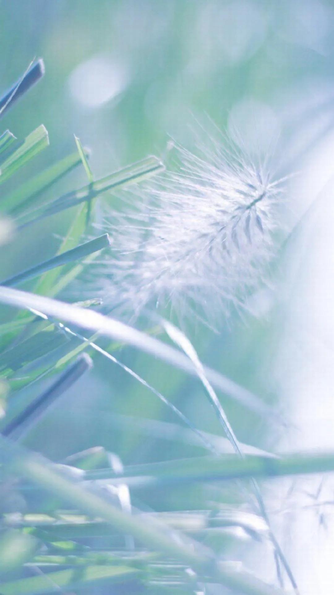 唯美手机壁纸高级感,唯美手机壁纸高清全面屏