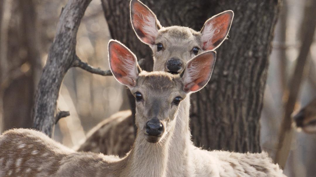 中国人冒死拍的纪录片,一群中国人冒死拍摄