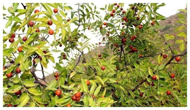 酸枣芽是炒了好还是冷冻鲜的好,酸枣芽采摘来直接生炒