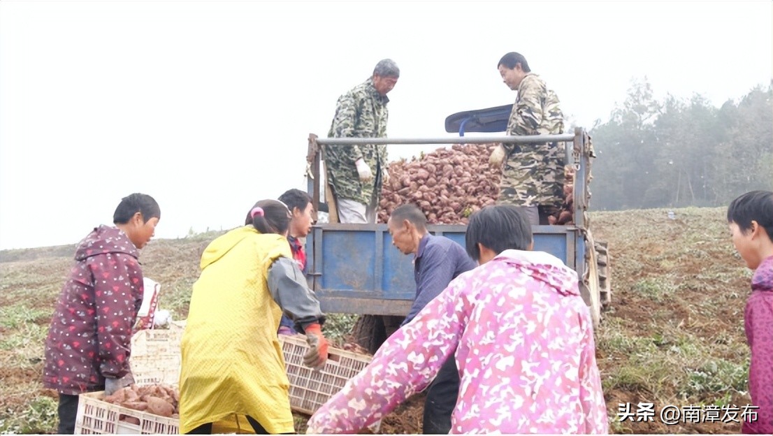 南漳“紫薯大王”,带来致富新“薯”光