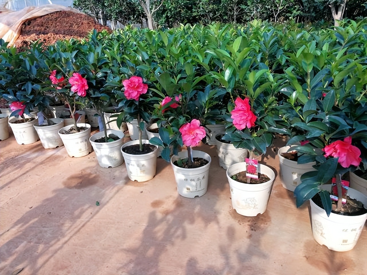 春节不能错过的3种花,逛花市买花需注意什么