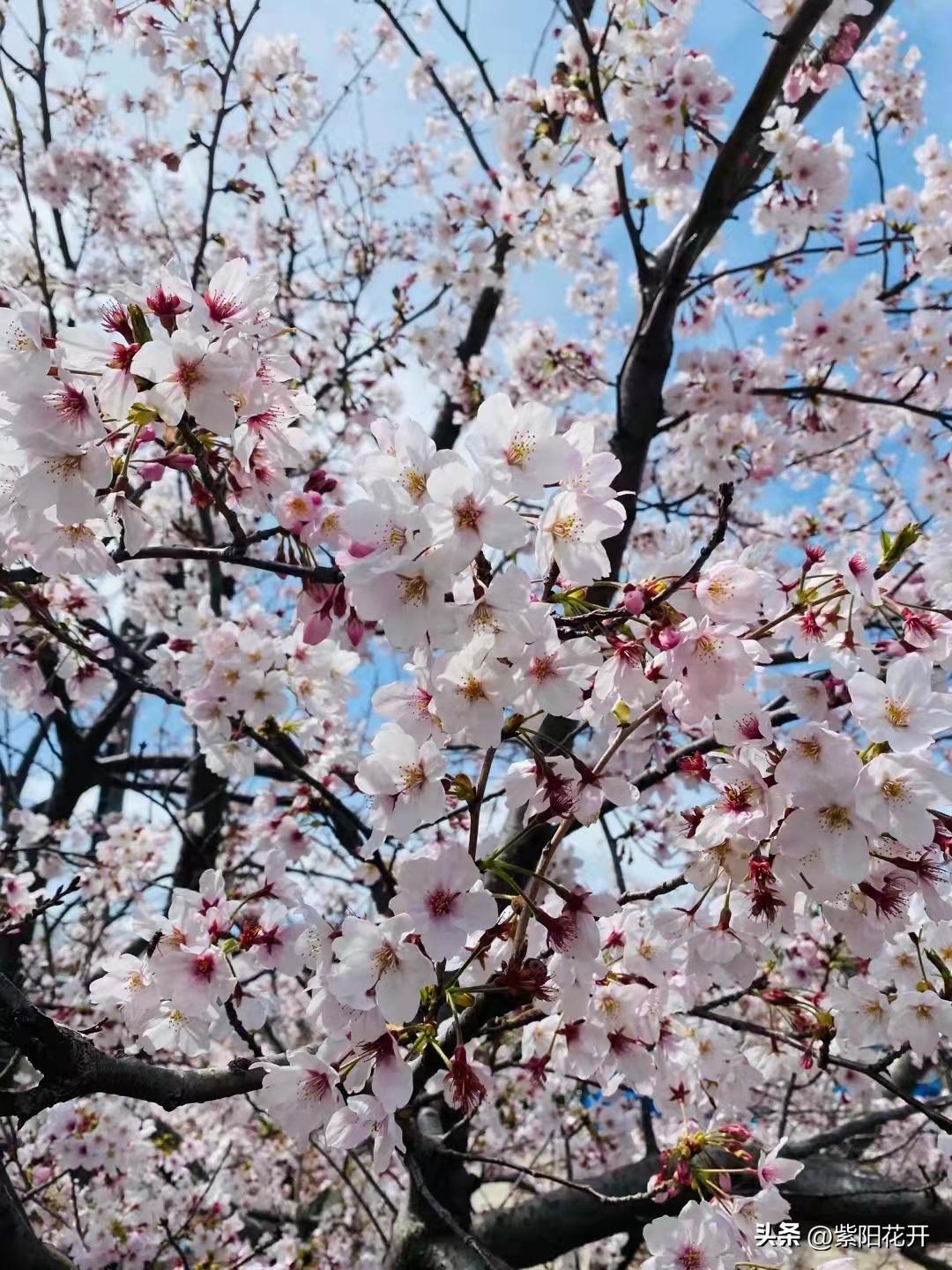 东京蟹工船 (日式海鲜船)