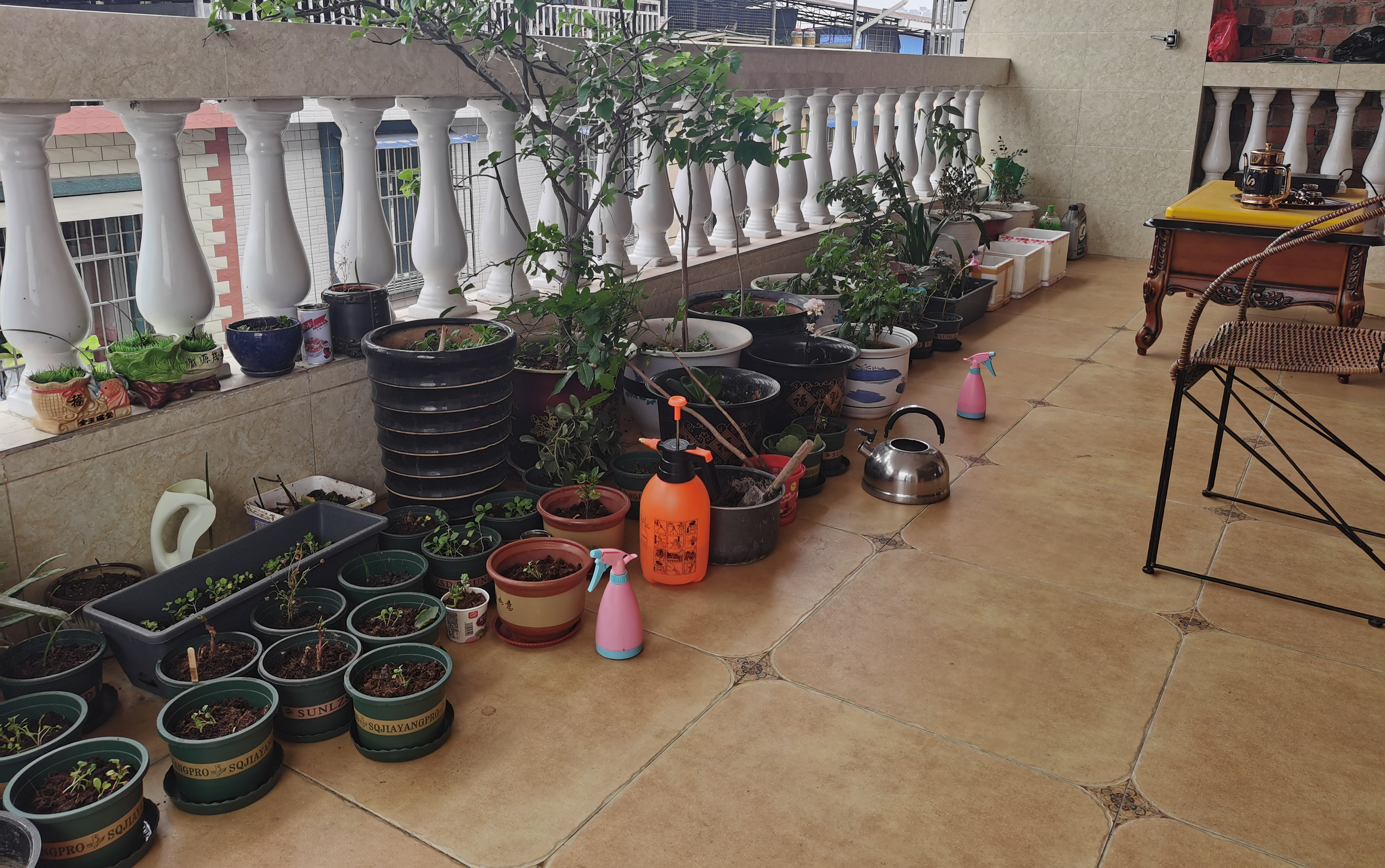 新手养花日记,玫瑰花盆栽多久才能成活