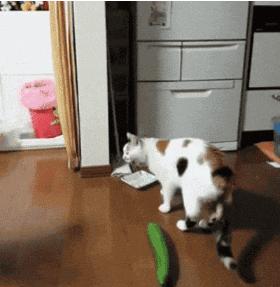 猫咪的铲屎官注意事项,猫咪缺乏安全感怎么办