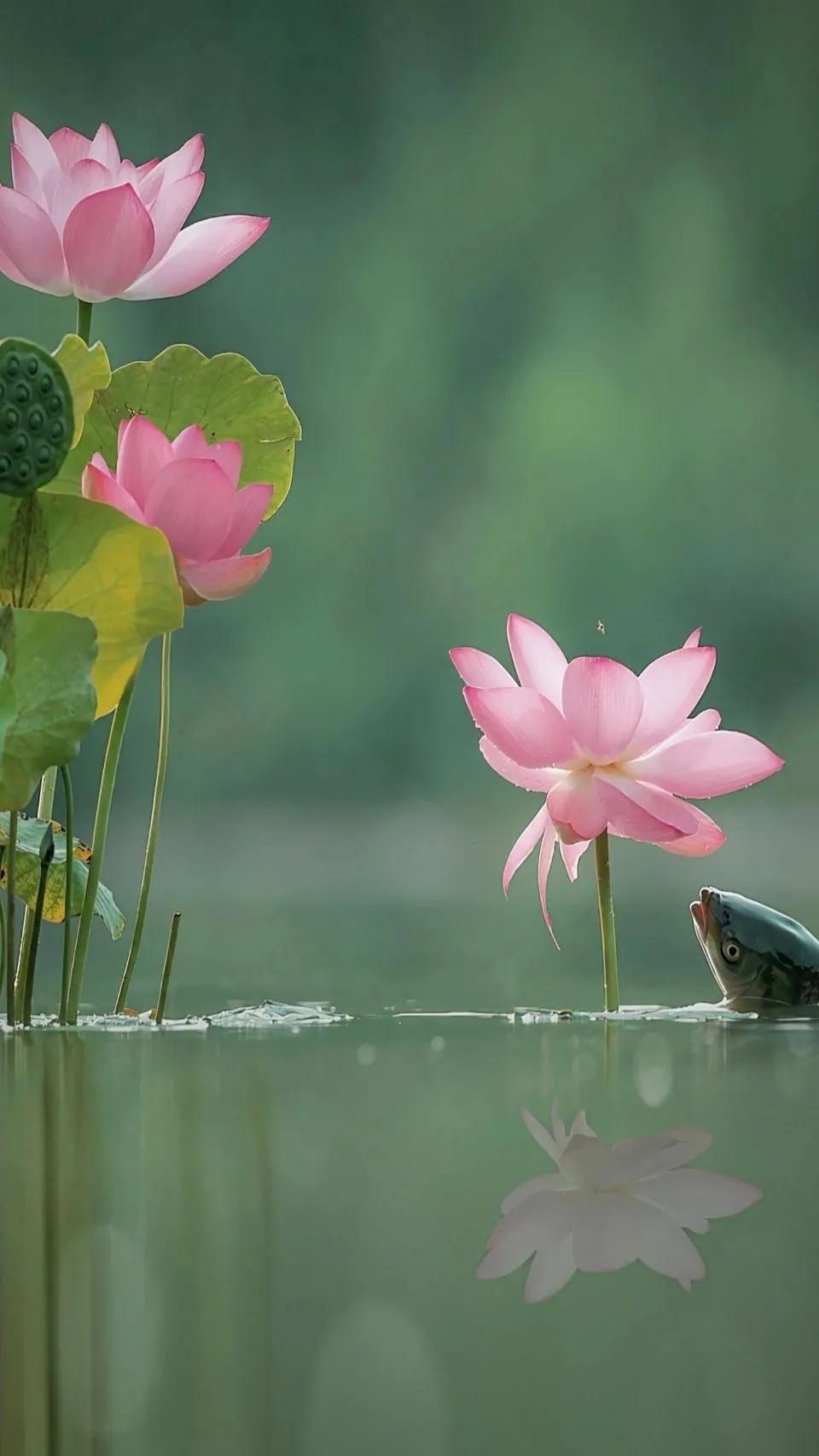 荷花荷叶壁纸图片大全,荷叶手机壁纸高清图片
