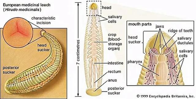 在农村喝井水会怎样,老家的泉水里面有蚂蟥