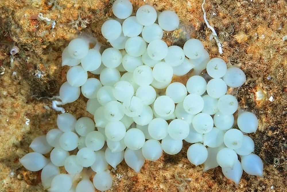 带鱼每年捕捞多少吨,带鱼产量逐年减少它会被吃灭绝吗