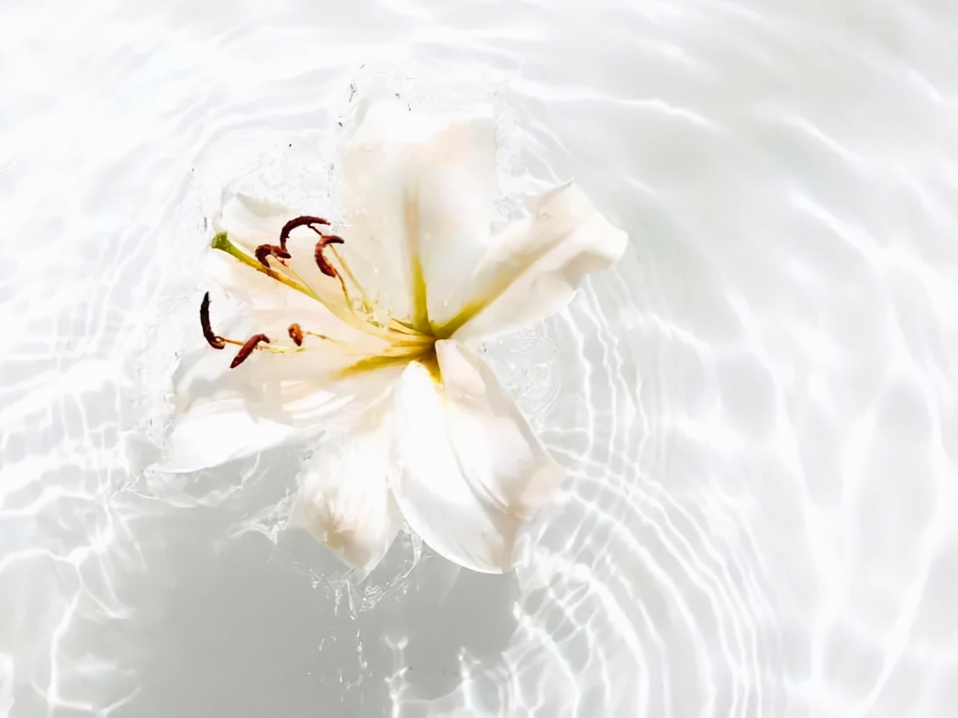 揭秘纯露的真面目,怎么判断纯露是不是纯正的