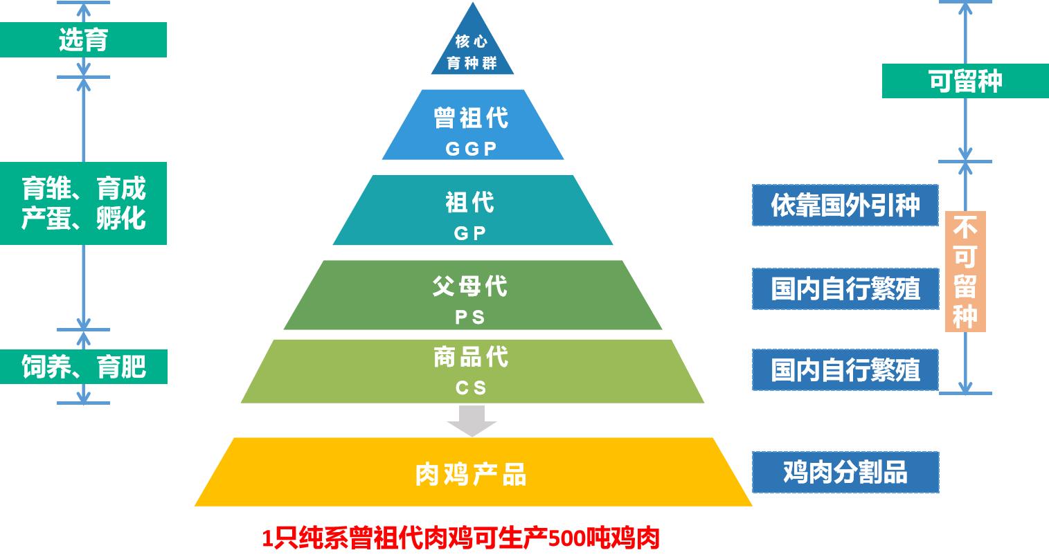 一年吃6亿只鸡,中国一年吃掉近50亿只白羽肉鸡