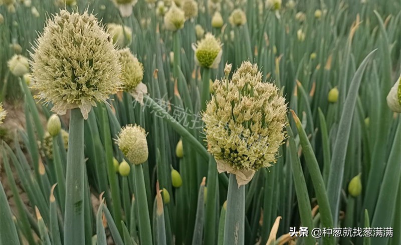 大葱花种子种植方法视频,大葱种子的种植方法和时间是什么