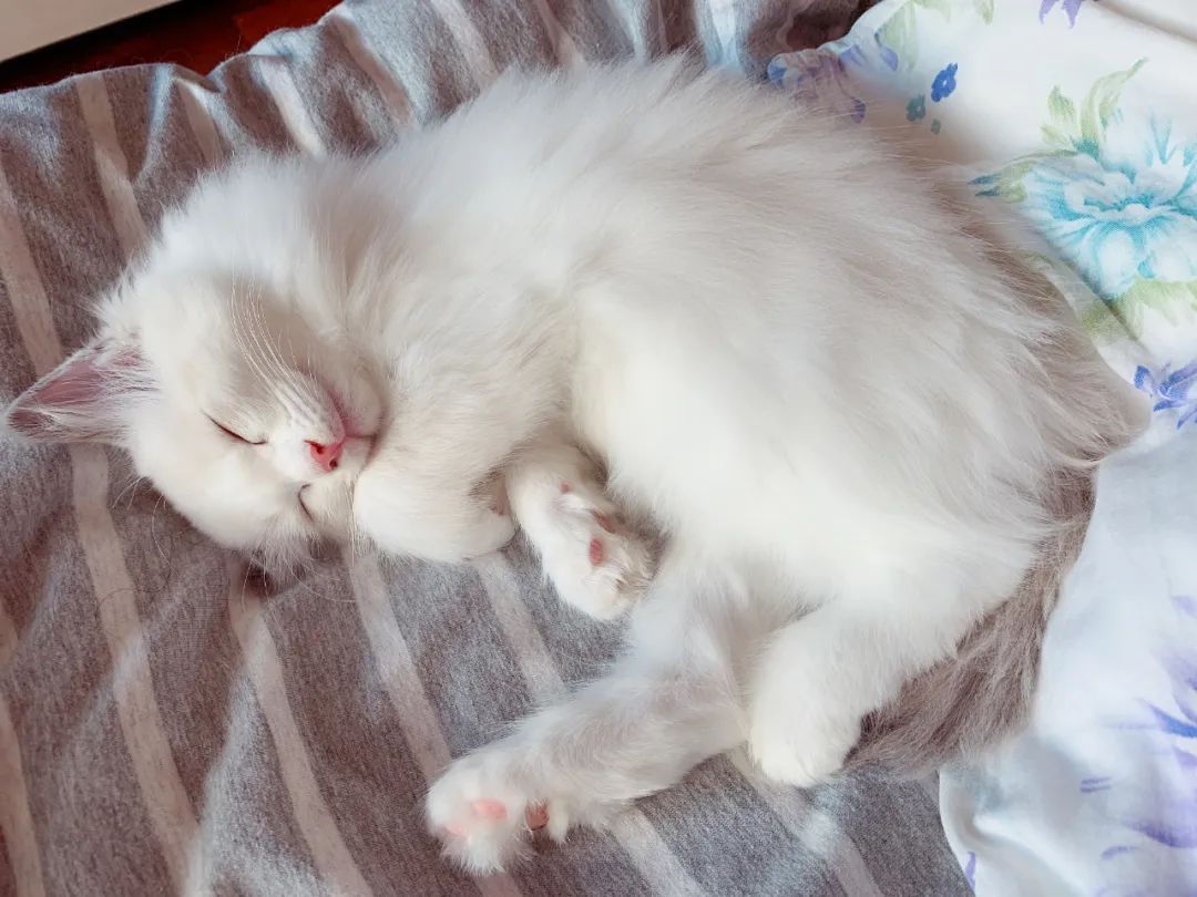 汤圆布偶猫,最好看的布偶猫汤圆