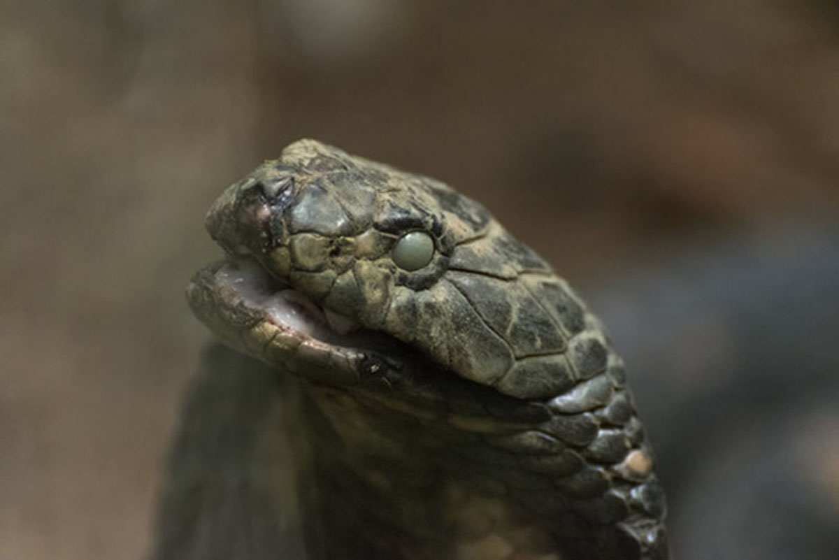 美一男子斩下蛇头,十分钟后险些被蛇头咬死,蛇头为何能僵而不死