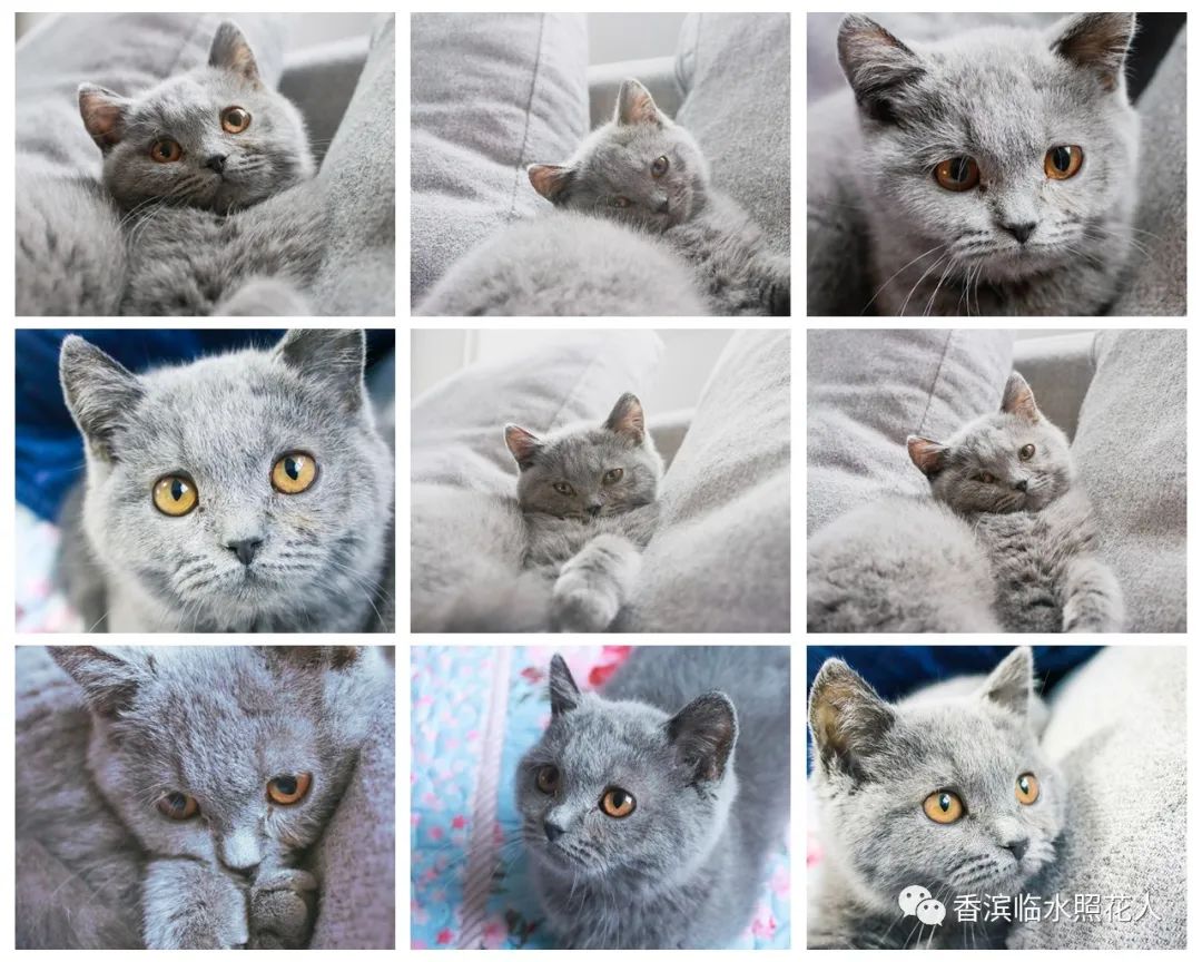 ​「五年级作文“我的心爱之物”」姜奕西《小猫》（二十四）