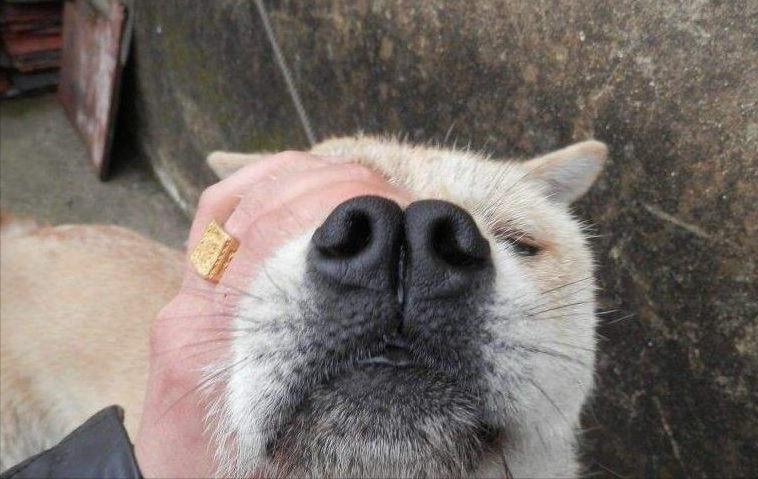 怎么选一条家狗,狗市选狗技巧