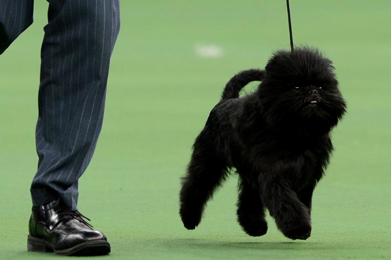 不同品种的狗狗性格差异有多大,16种常见狗狗的优缺点