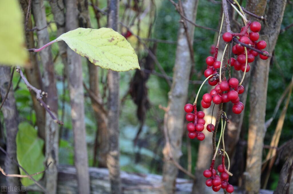 养生四味中药大全,养生健脾药材