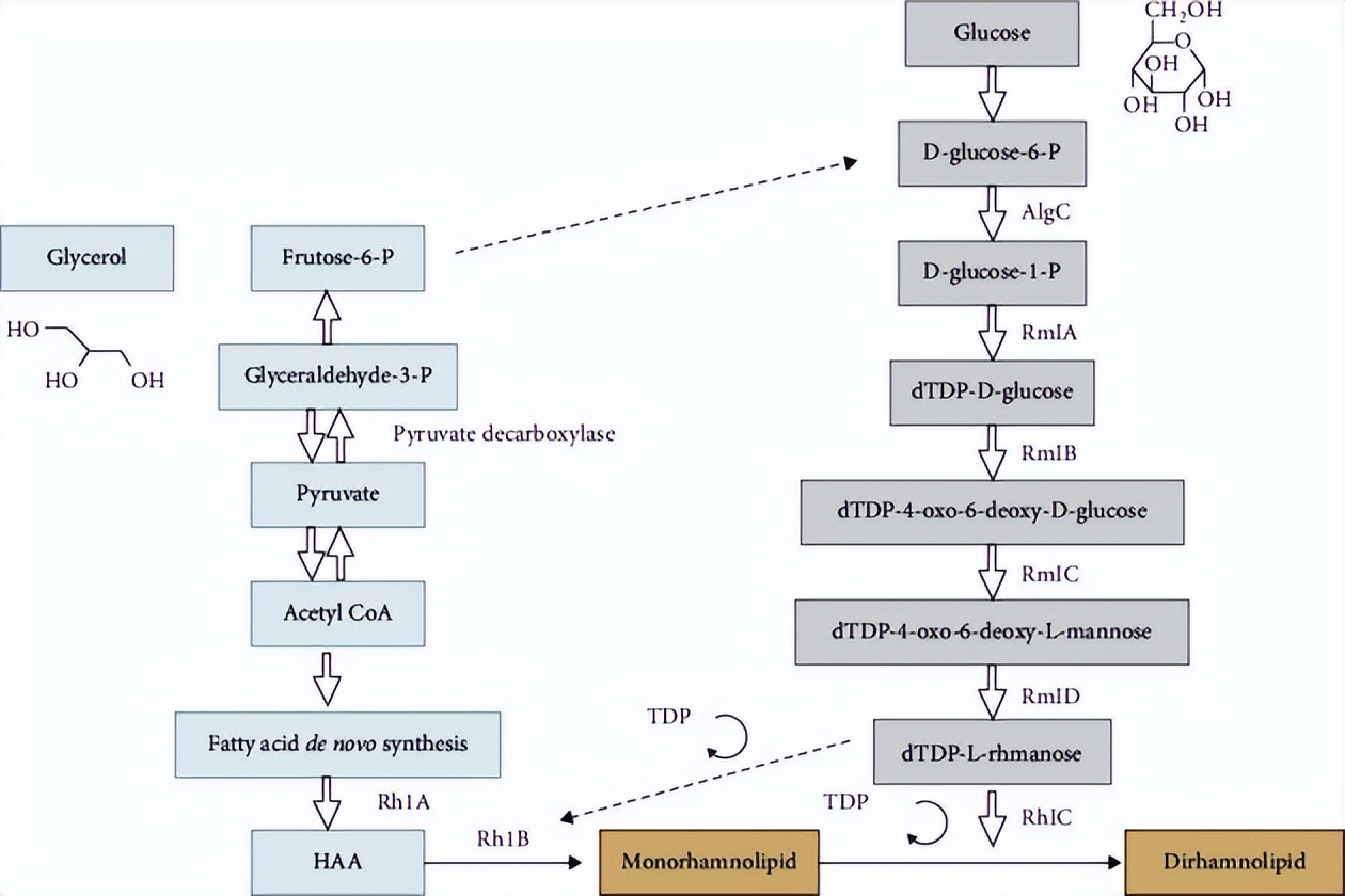 子囊菌门真菌：生物表面活性剂的有益生产者