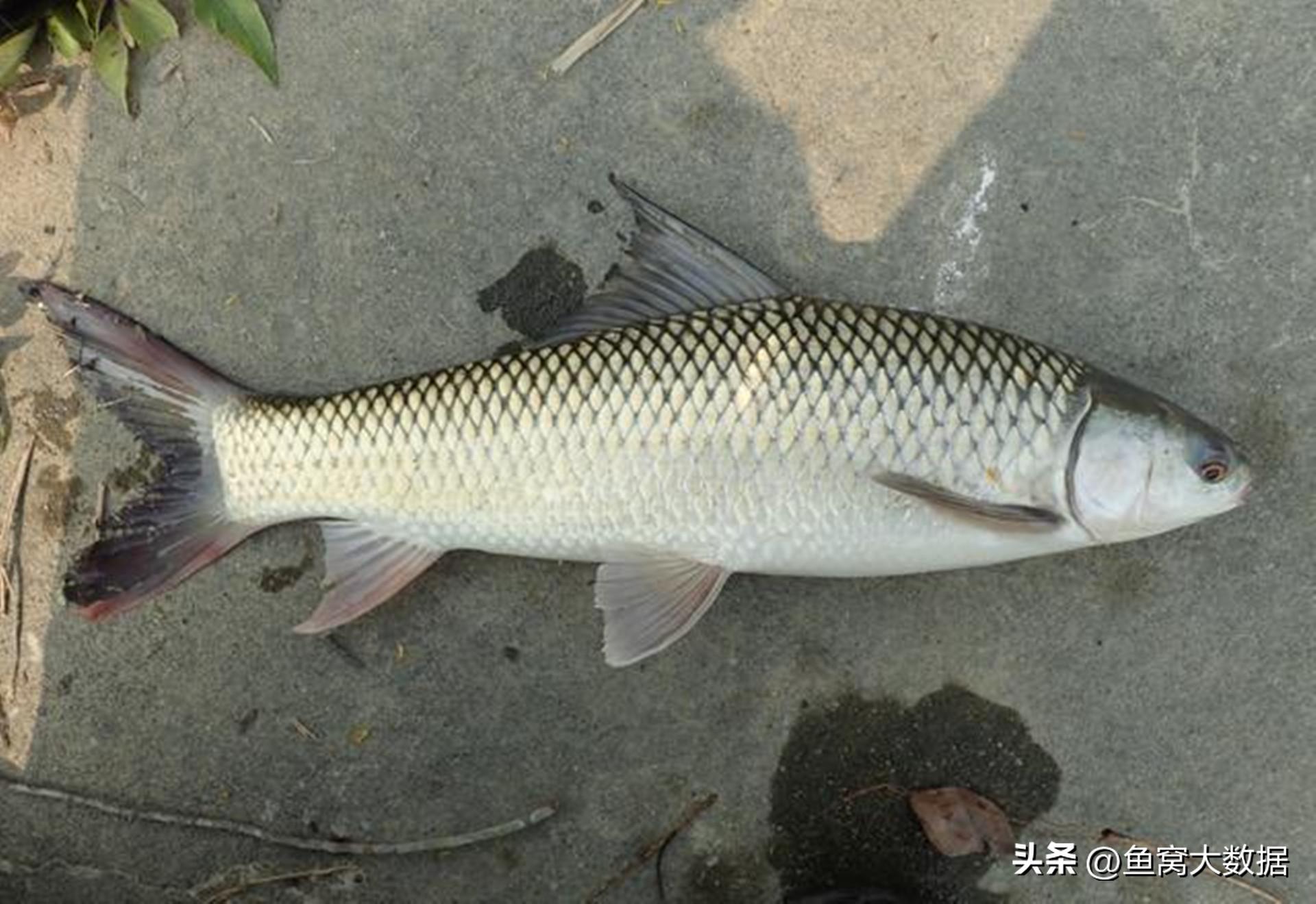 革胡子鲶销声匿迹,革胡子鲶性成熟几年