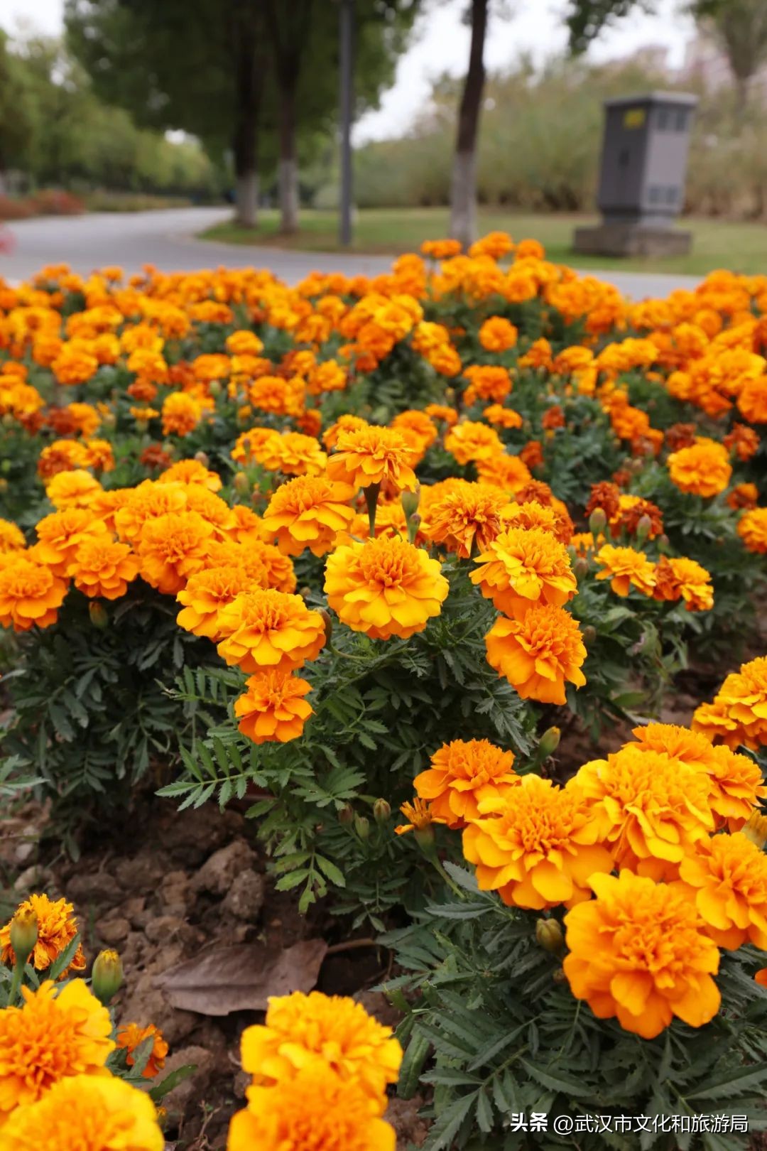 秋天的公园像一幅美丽的油画,园博园油画