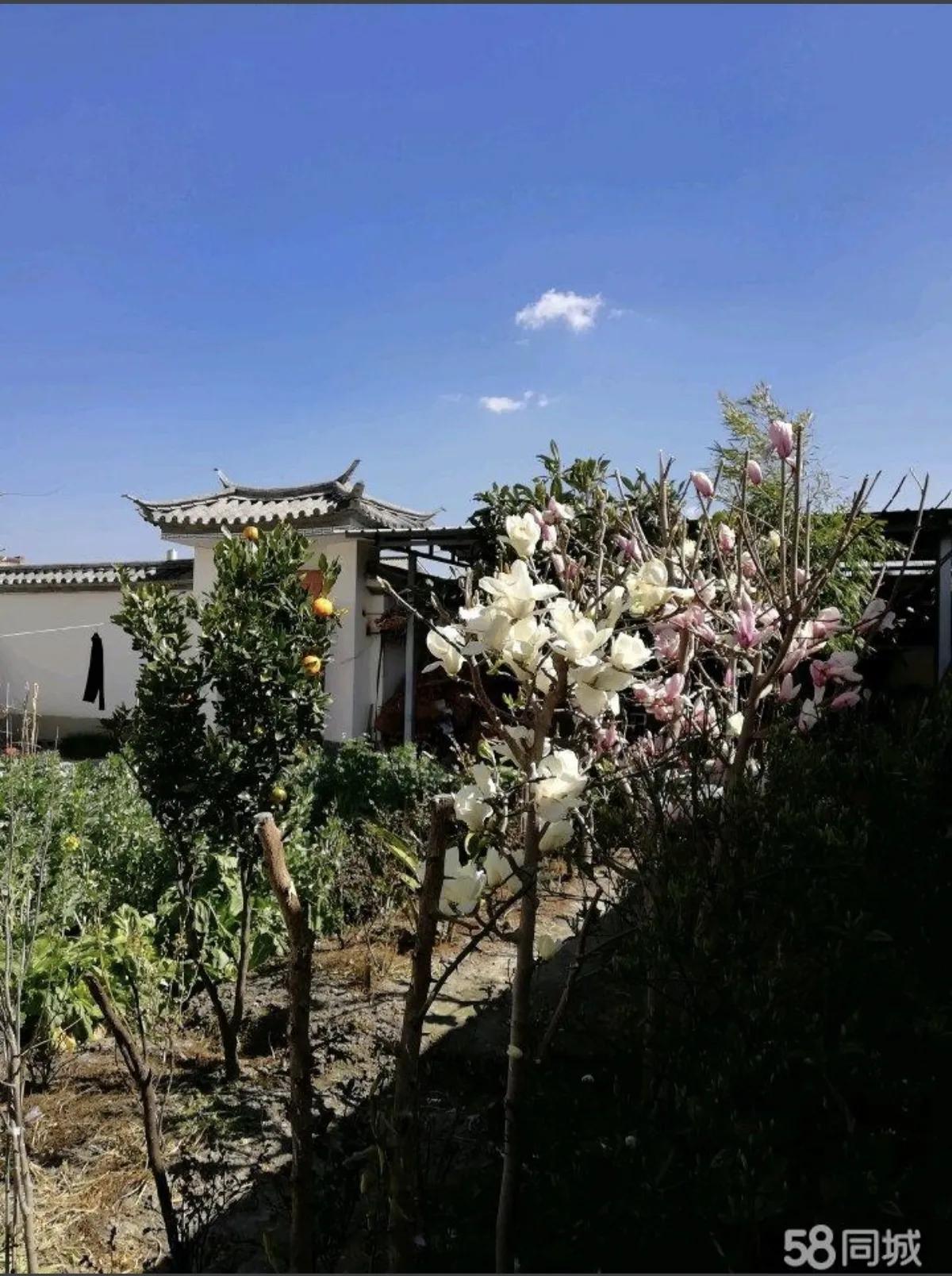 大理登龙村村民出租房,大理登龙村市场租房