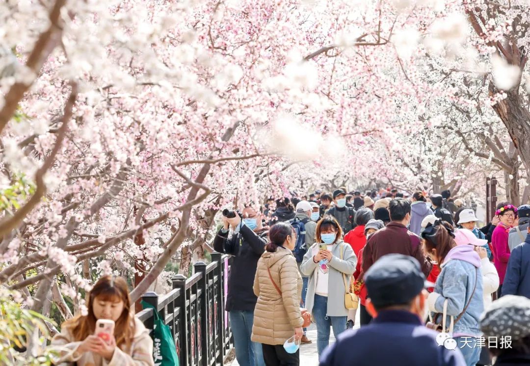今年天津的桃花堤的桃花节是几号,天津桃花节旅游线路推介