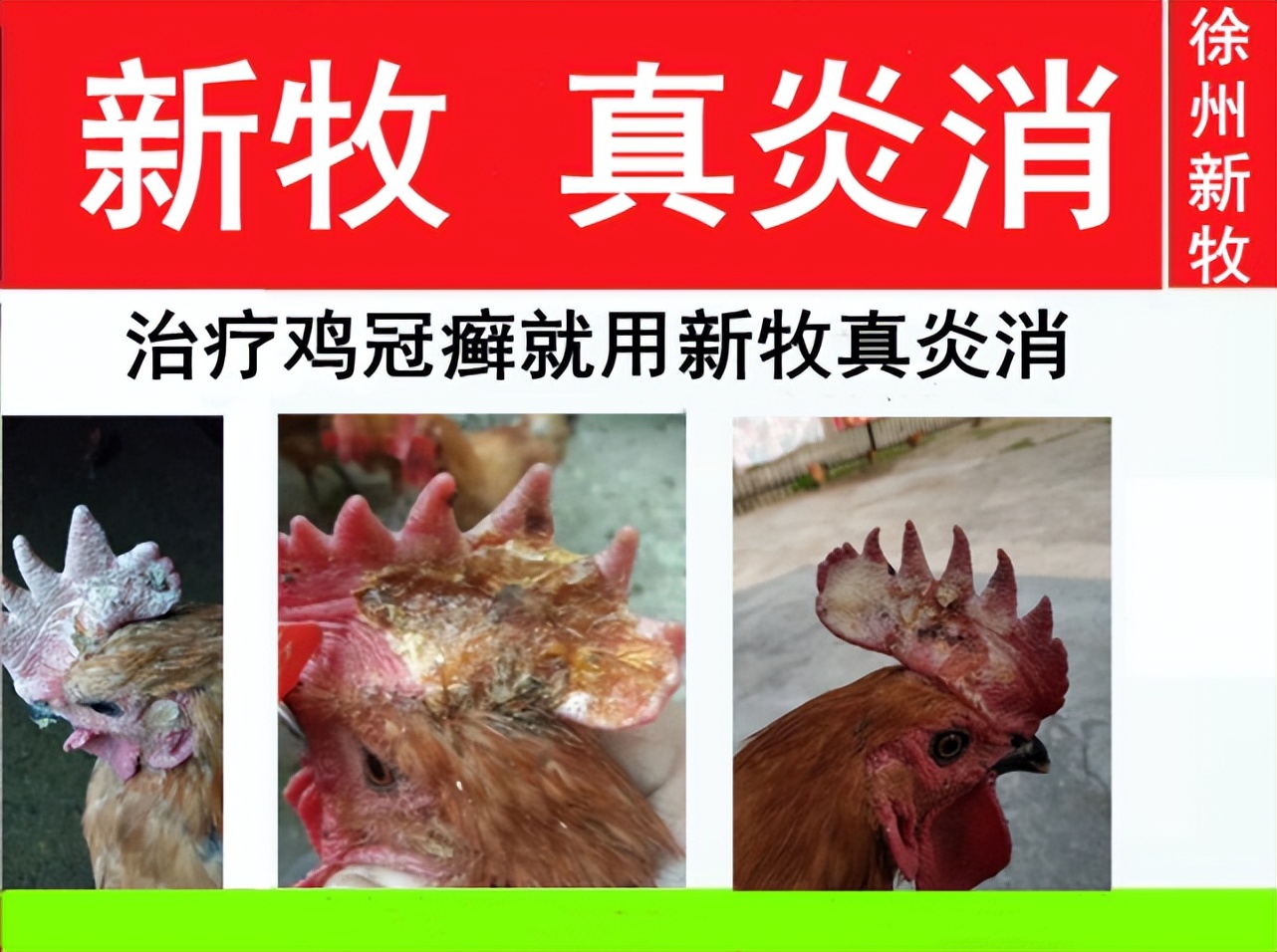 鸡冠上有白色结痂是什么病,鸡冠上面有癣怎么弄