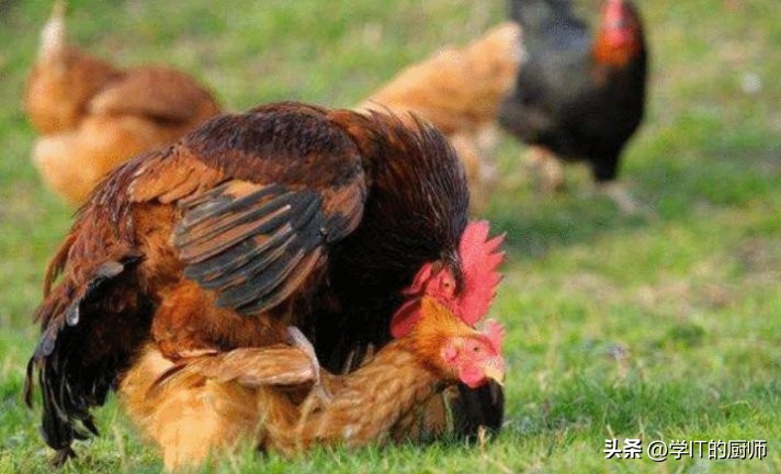 勇敢尝试！短视频+直播：让你的农村创业从送鸡蛋起飞！