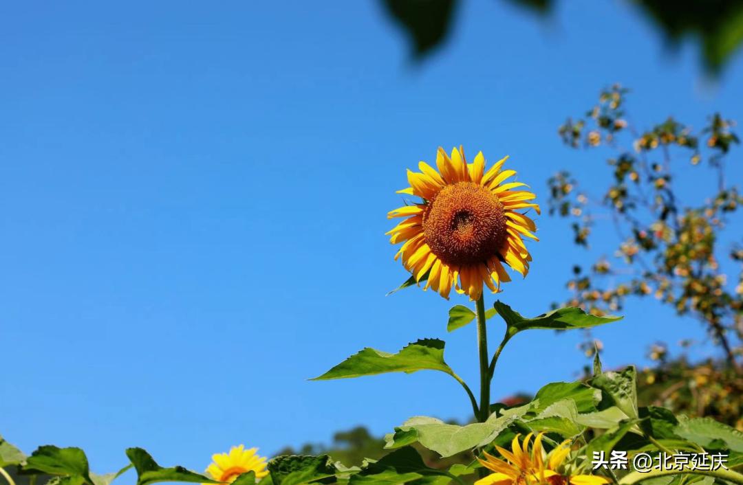 延庆香营“金色花田”开出致富好“丰”景