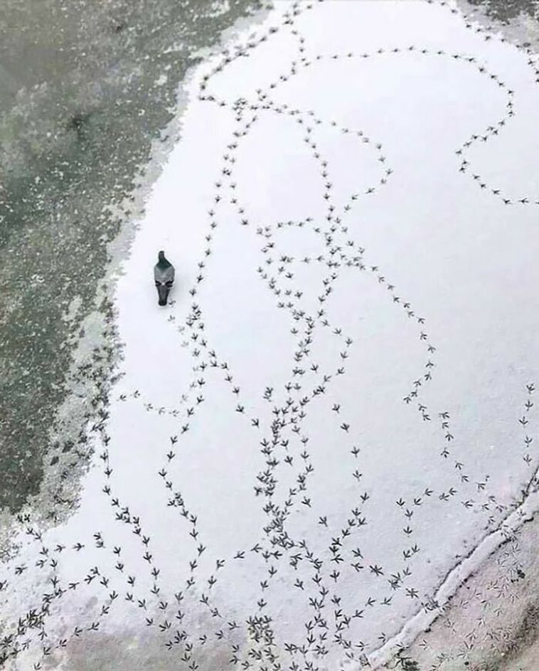 100个动物搞笑图,各种搞笑奇葩的动物图片你见过吗