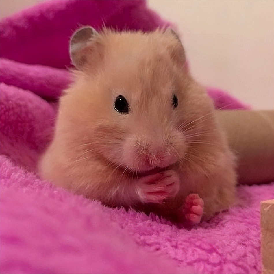 仓鼠很可爱的时候,仓鼠可爱的时候