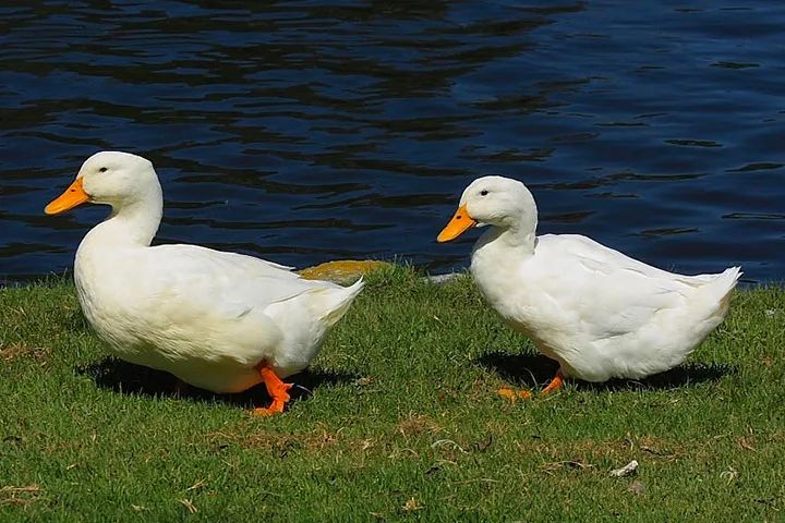 四季羽绒服清仓大甩卖,四季青羽绒服清仓
