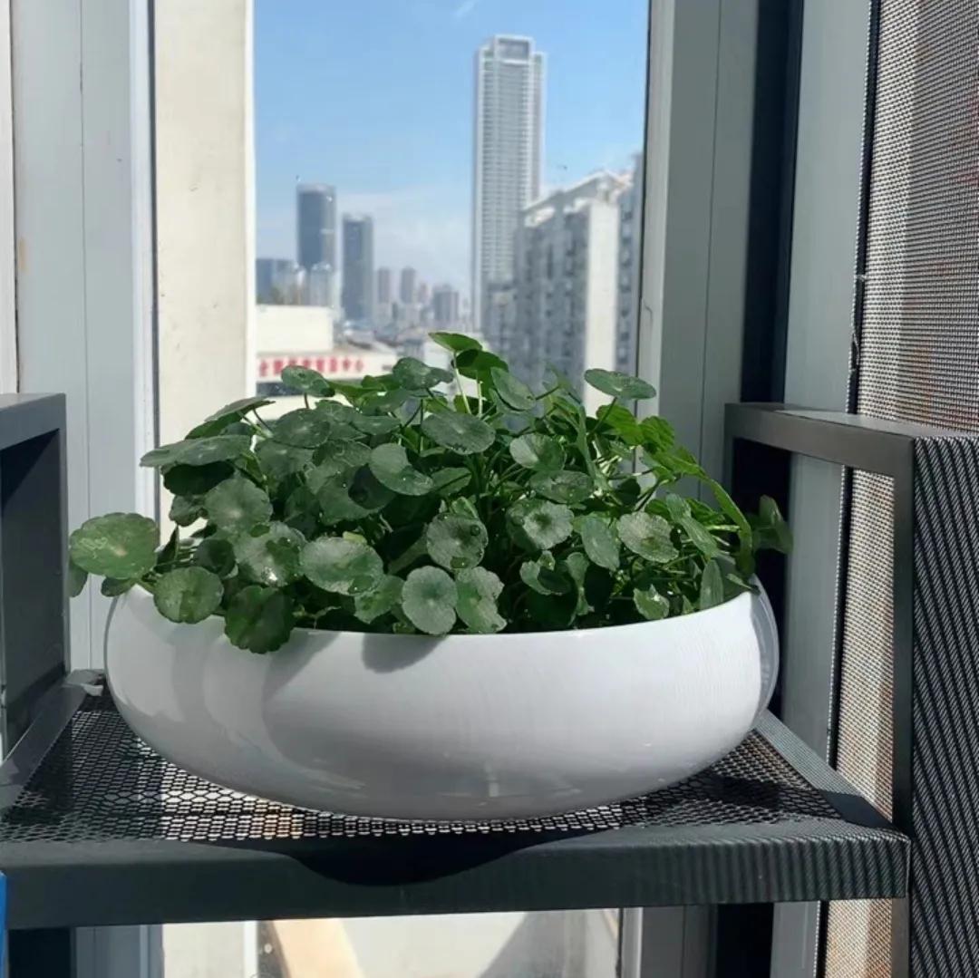 适合桌面养的小盆栽,好看的桌面花卉盆栽