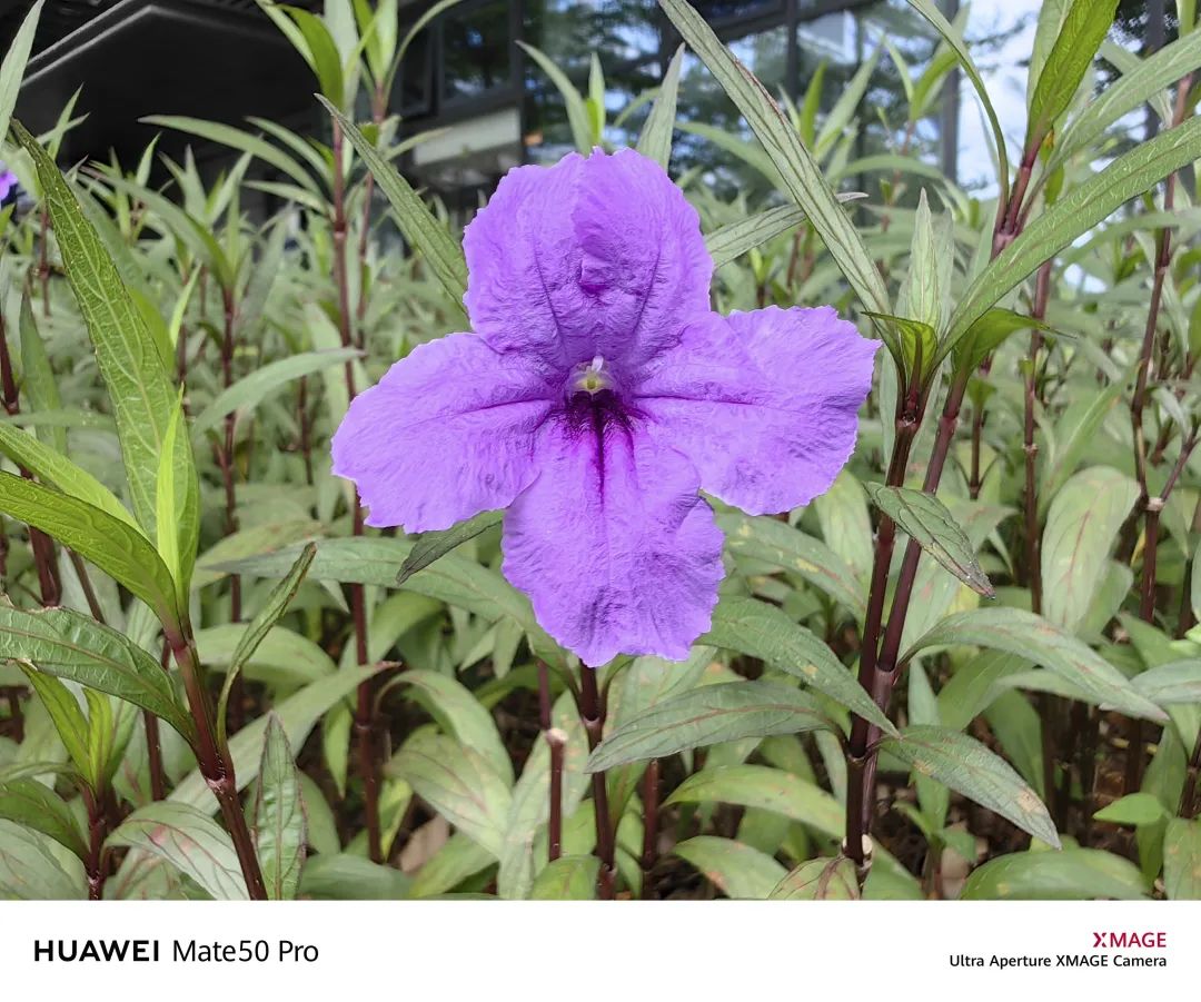 华为mate50pro深度体验感受,华为mate50pro评测超详细版