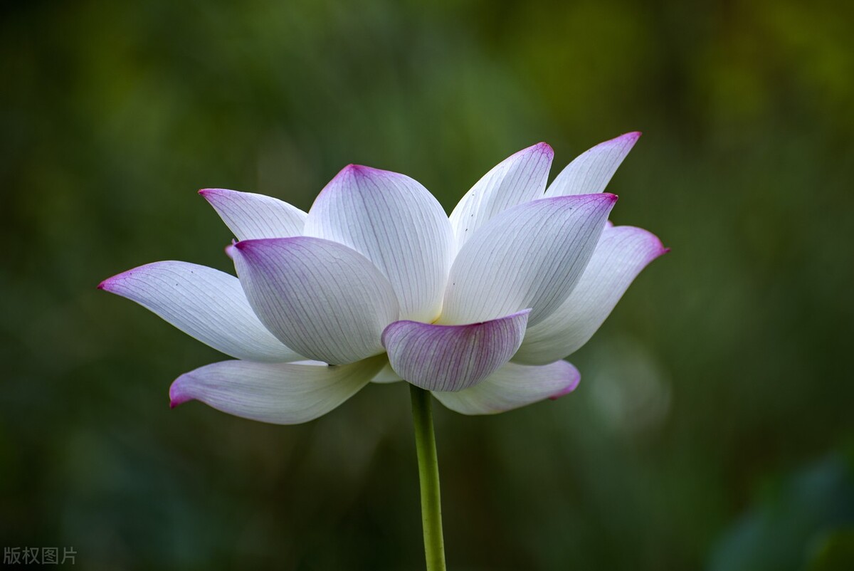 鏉ユ澂2024鍏ㄧ硸鍘诲啺濂惰尪鍥剧墖,鏉ユ澂2022鍏ㄧ硸鍘诲啺閰嶄粈涔堝浘