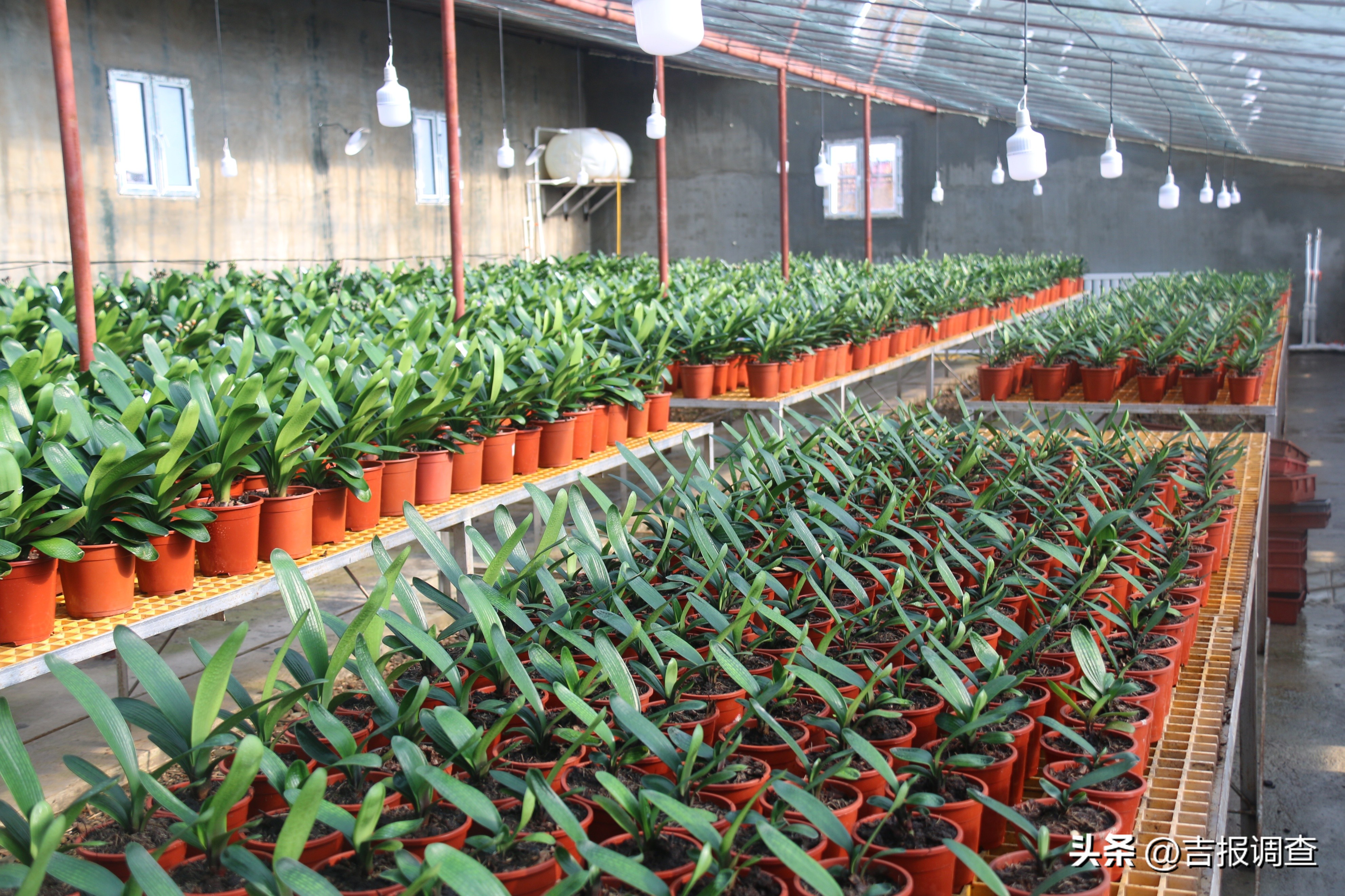 辉南县庆阳镇乡村振兴增添君子兰繁育新产业!君子兰通过电商渠道远销到国内多地